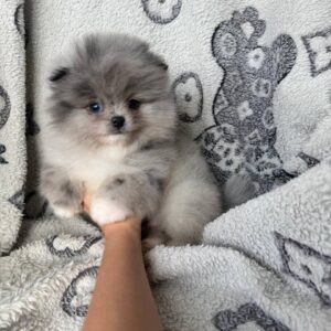Giselle The Pomeranian
