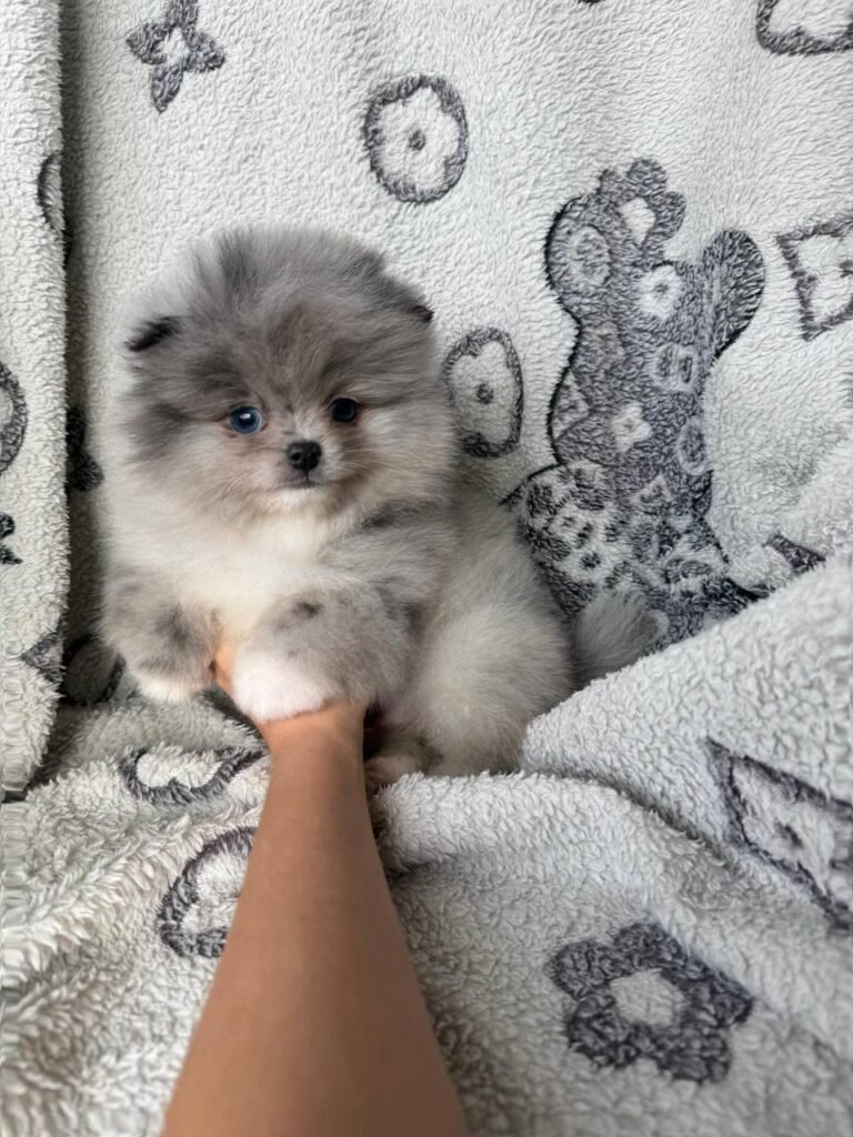 Giselle The Pomeranian