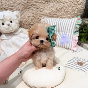Lila The maltipoo