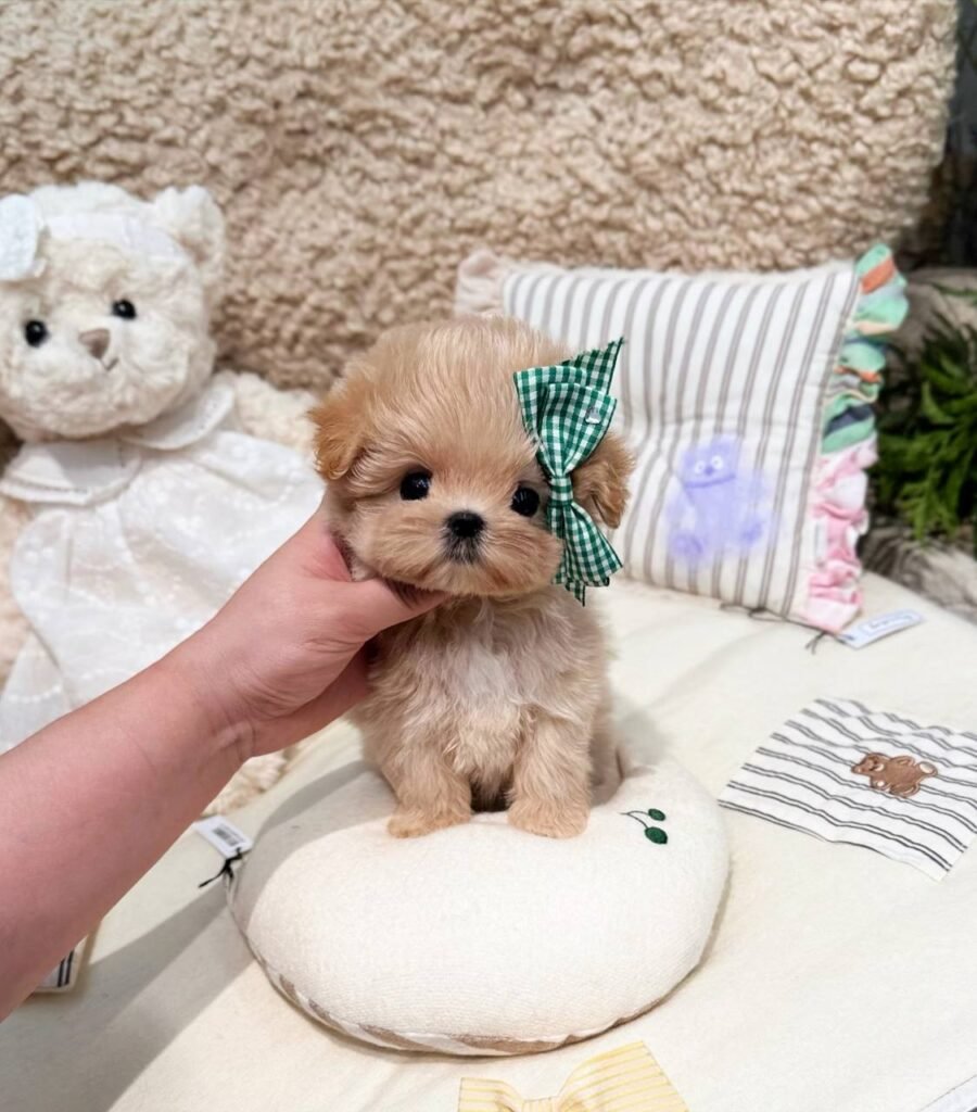 Lila The maltipoo