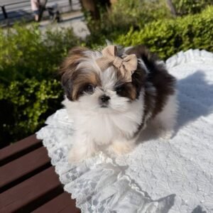 Lila The shihtzu