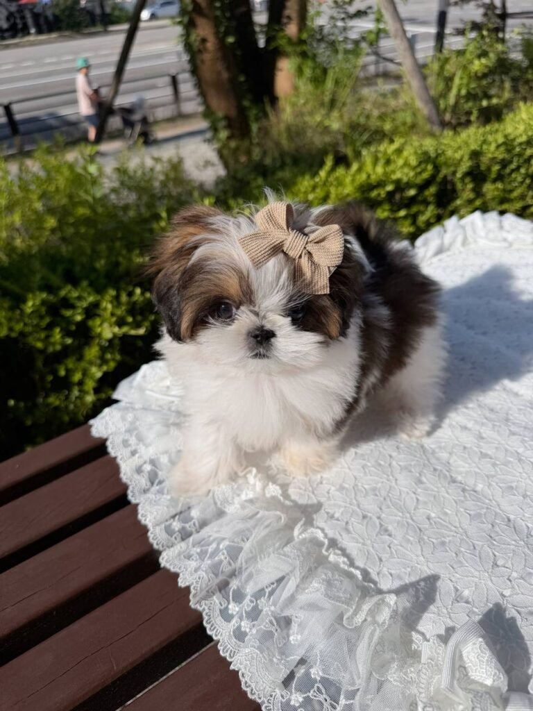 Lila The shihtzu
