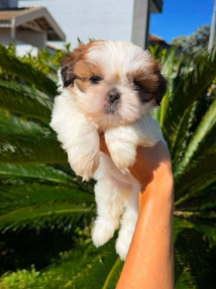 Berry the Shih Tzu