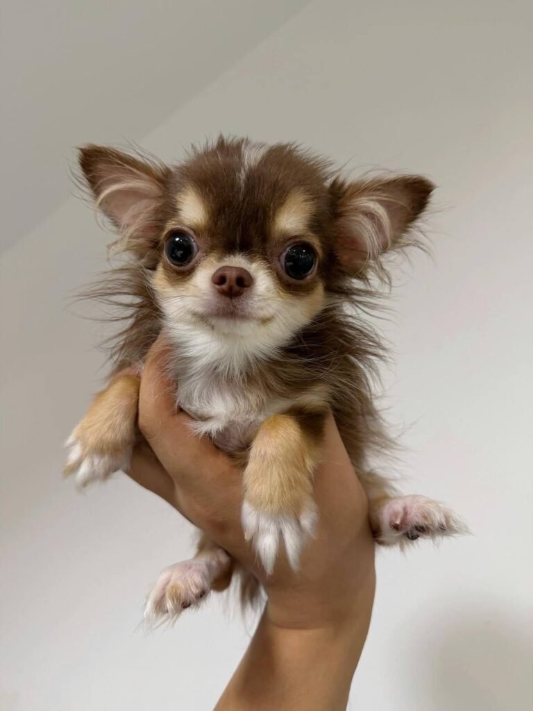 Luna the Chihuahua
