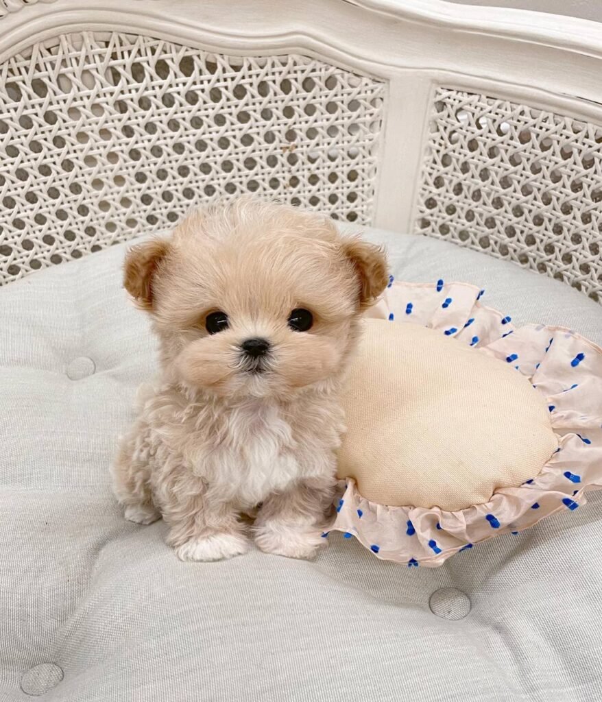 Bella the Maltipoo