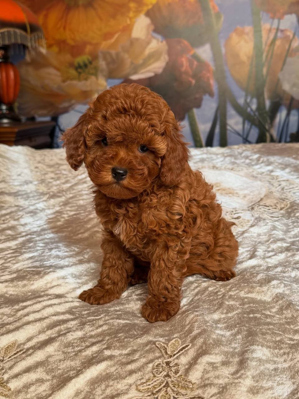 Jessie the Toy Poodle - Image 2