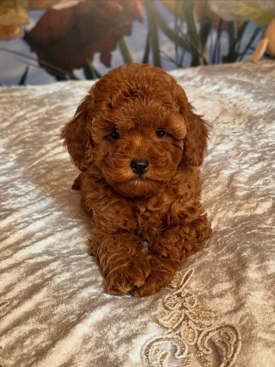 Jessie the Toy Poodle - Image 3