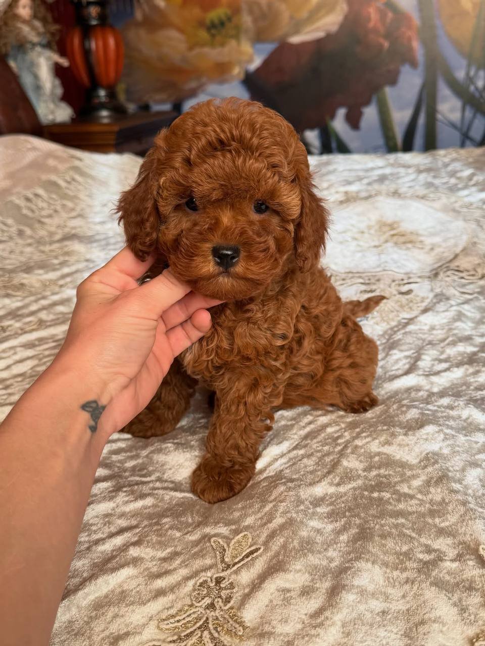 Jessie the Toy Poodle - Image 4