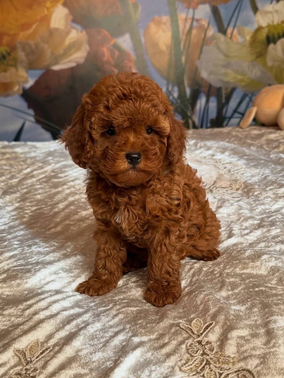 Jessie the Toy Poodle - Image 5
