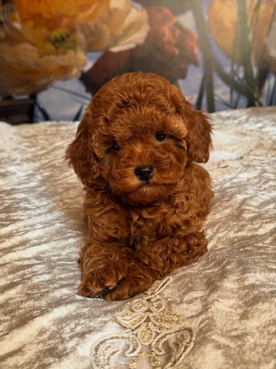 Jessie the Toy Poodle