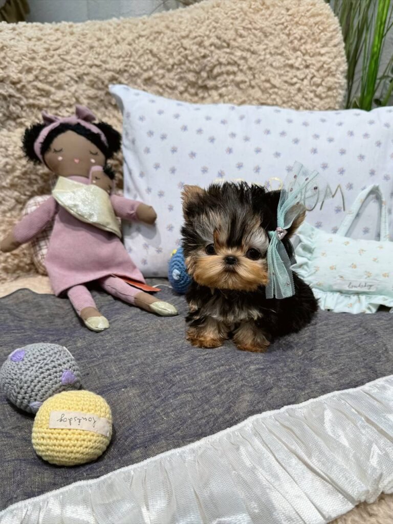Daisy the Yorkie