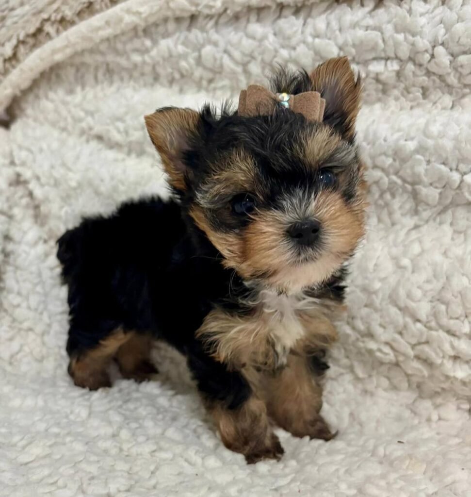 Toby The Yorkie