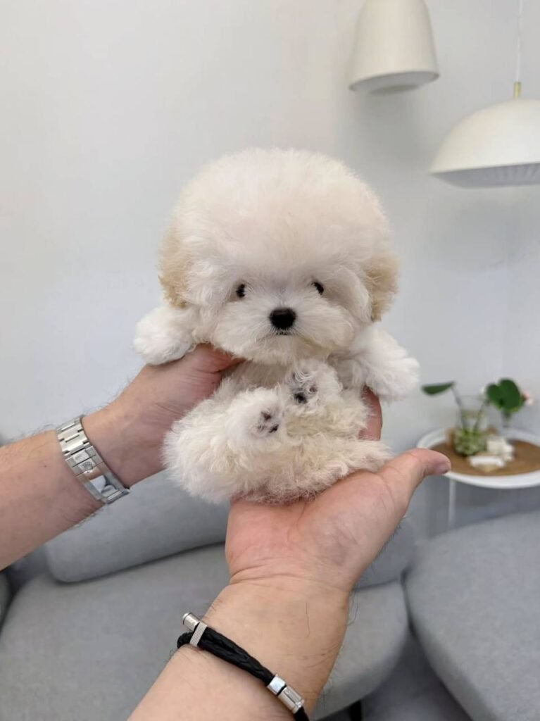 Tina The Bichon