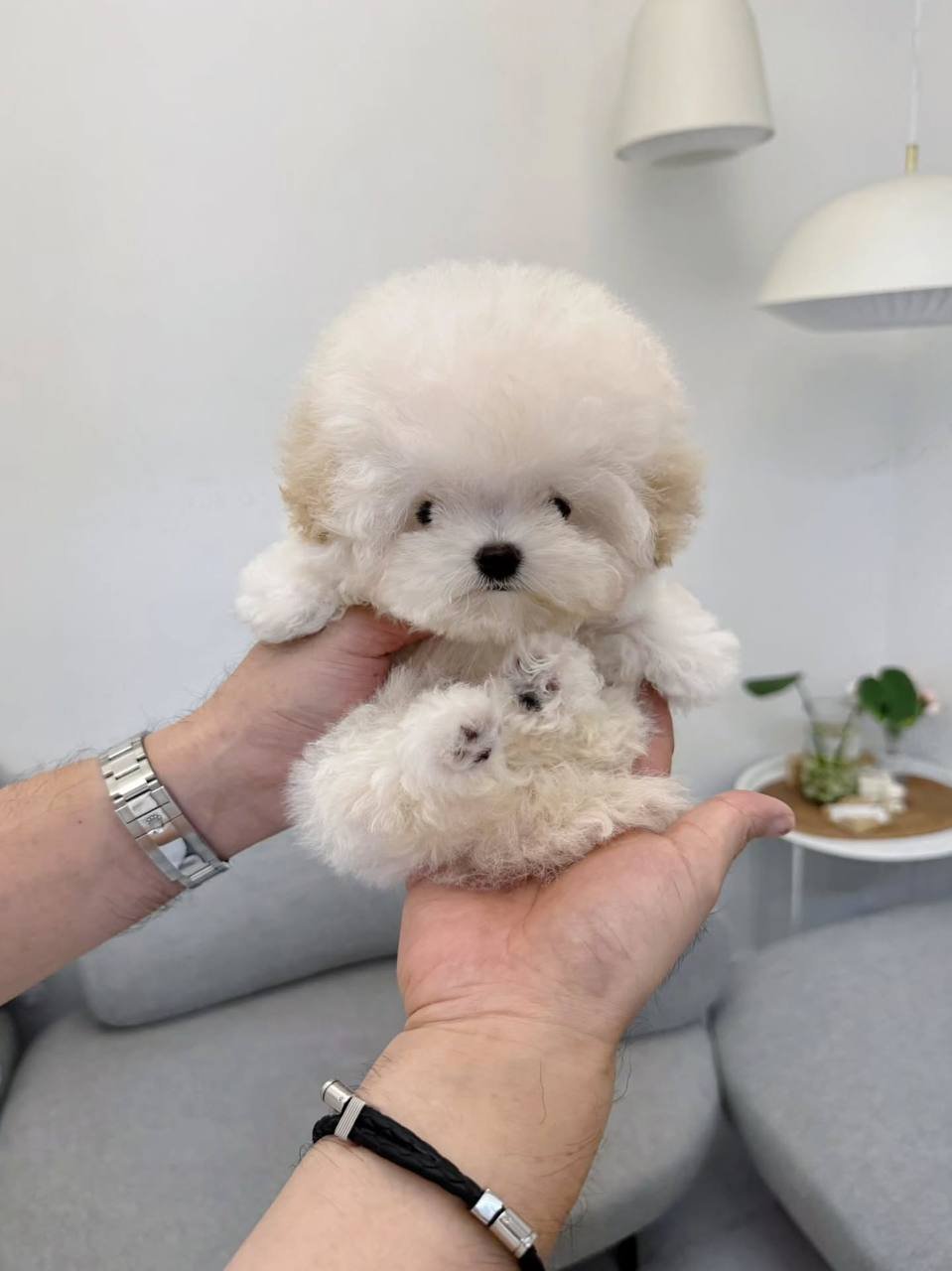 Tina The Bichon