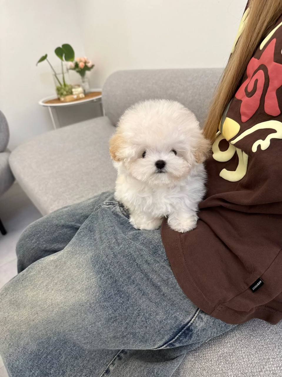 Tina The Bichon - Image 3