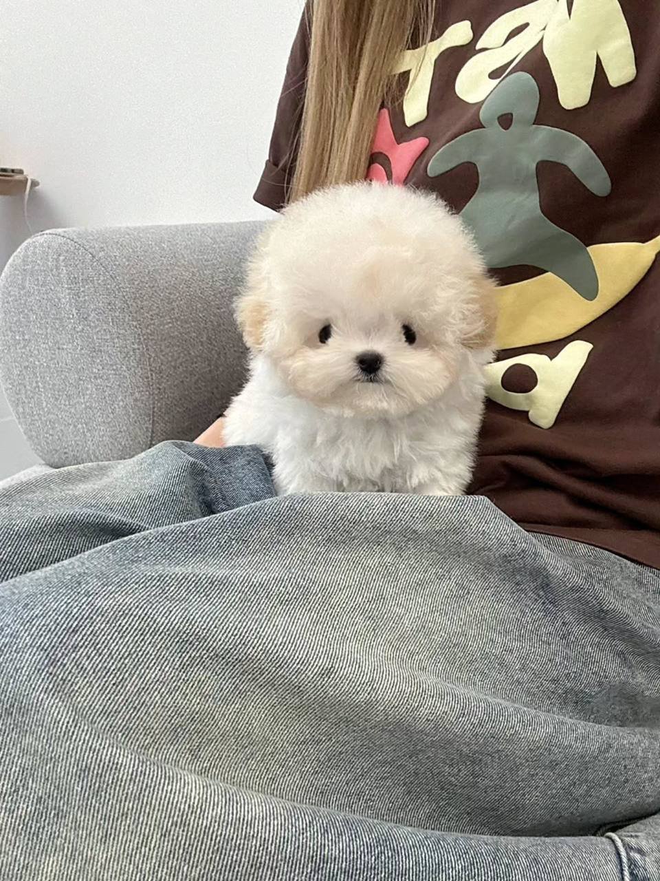 Tina The Bichon - Image 2