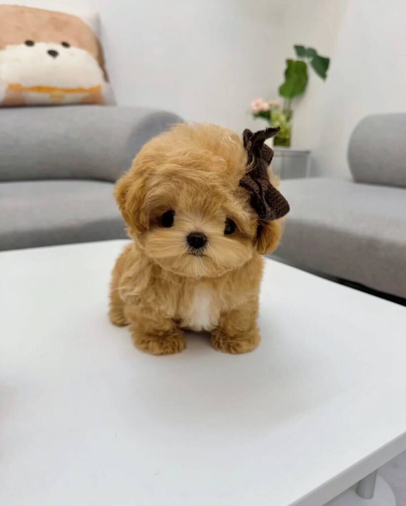 Diana-Maltipoo