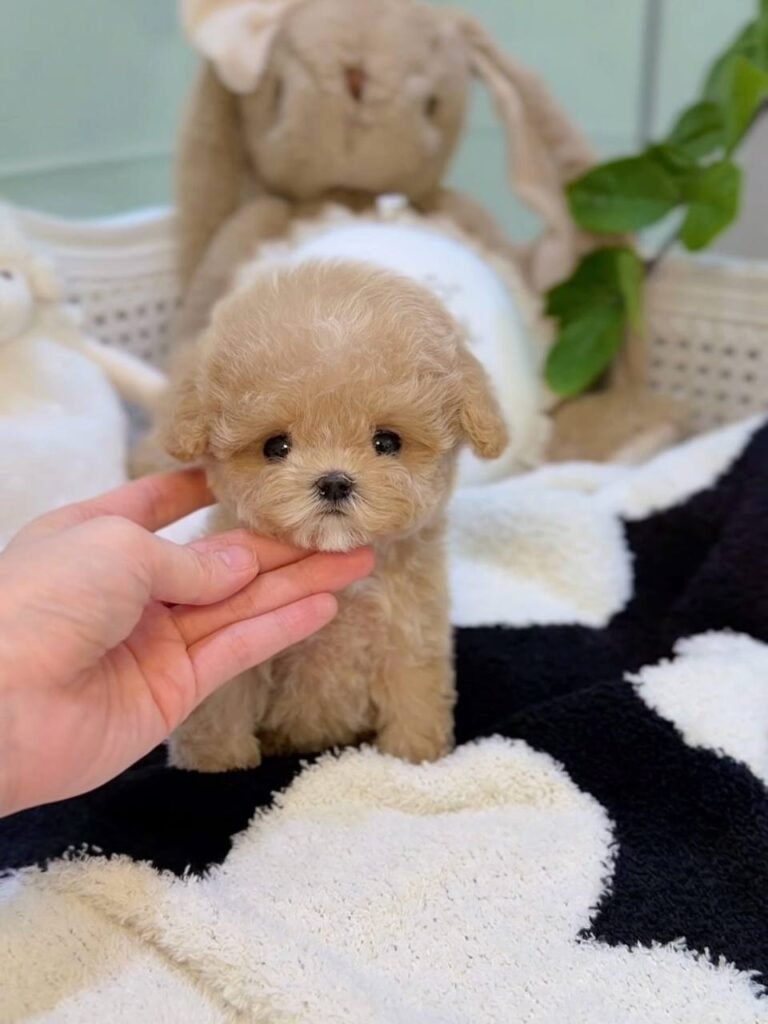 Amber The Poodle