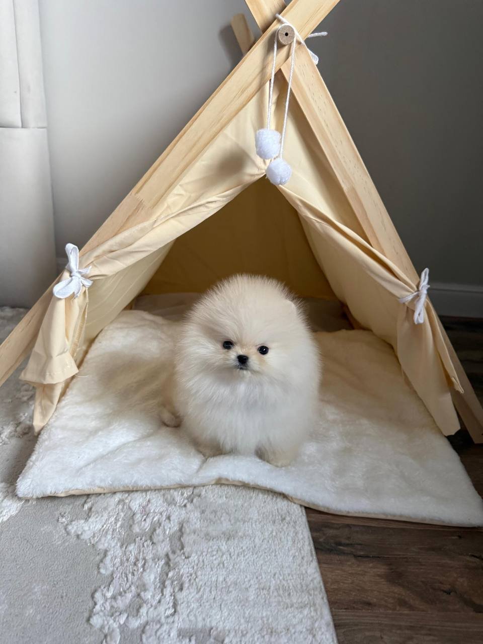 Theo The Pomeranian