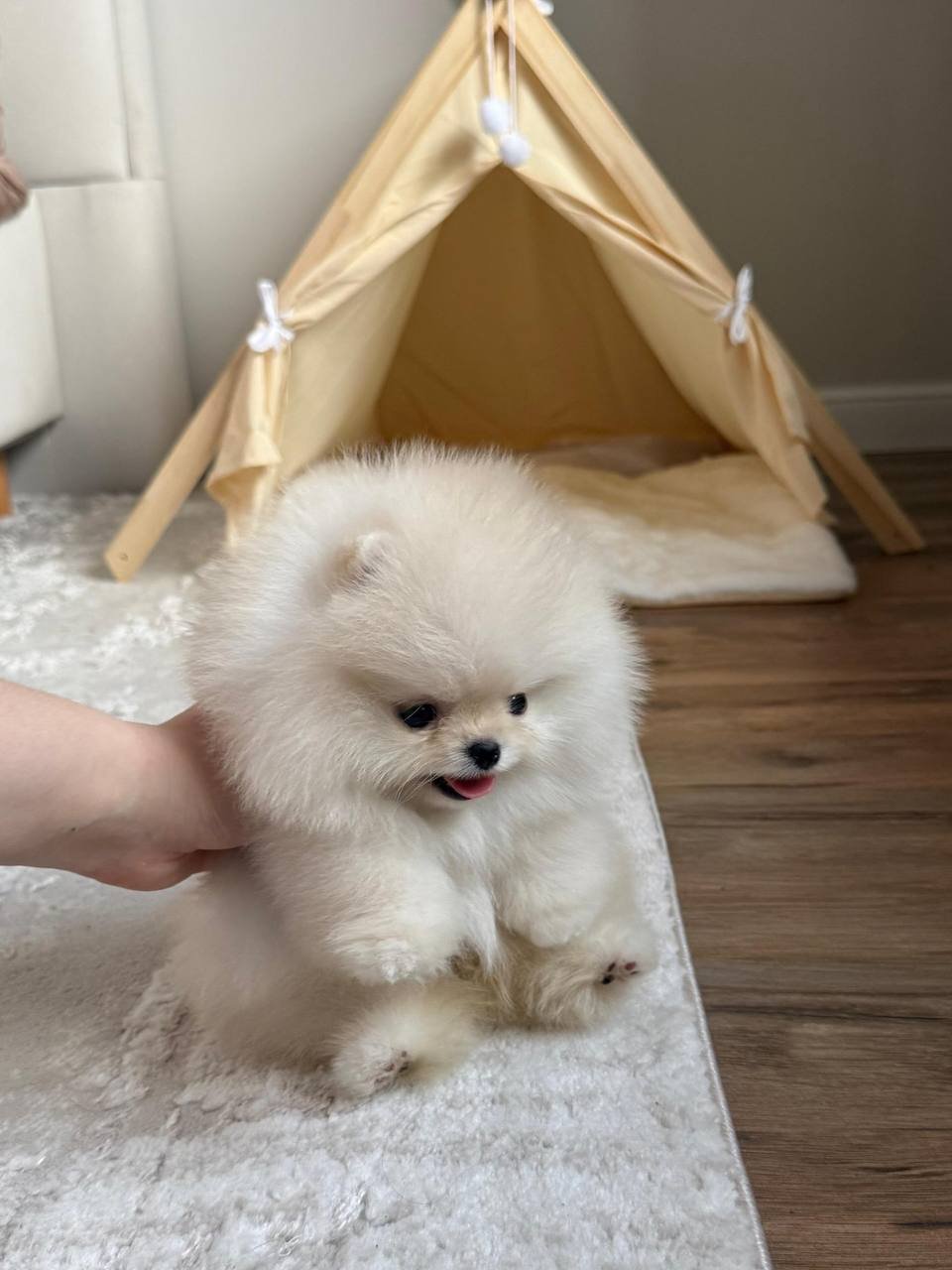 Theo The Pomeranian - Image 2