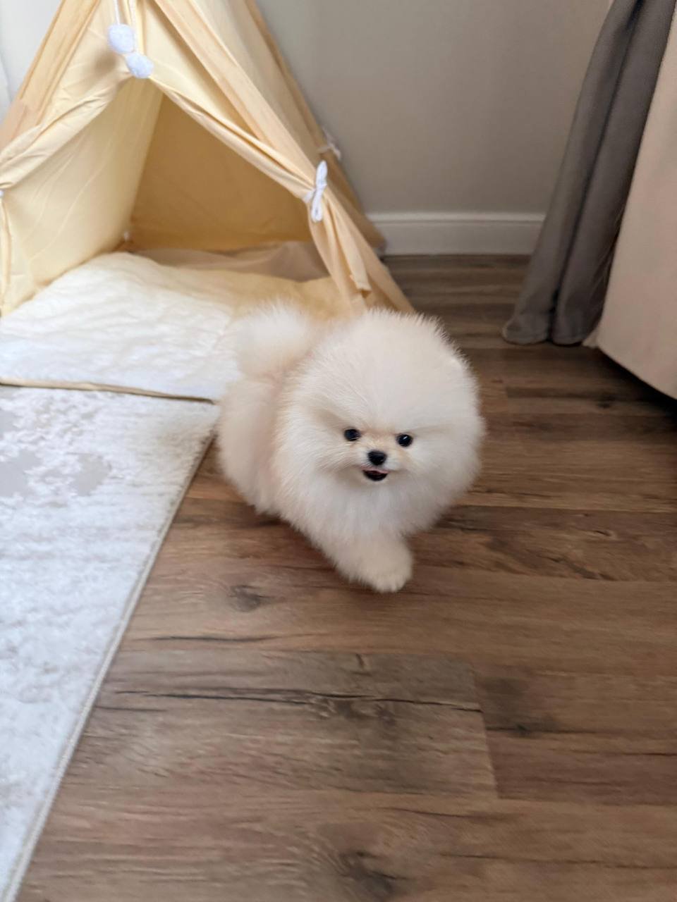 Theo The Pomeranian - Image 3