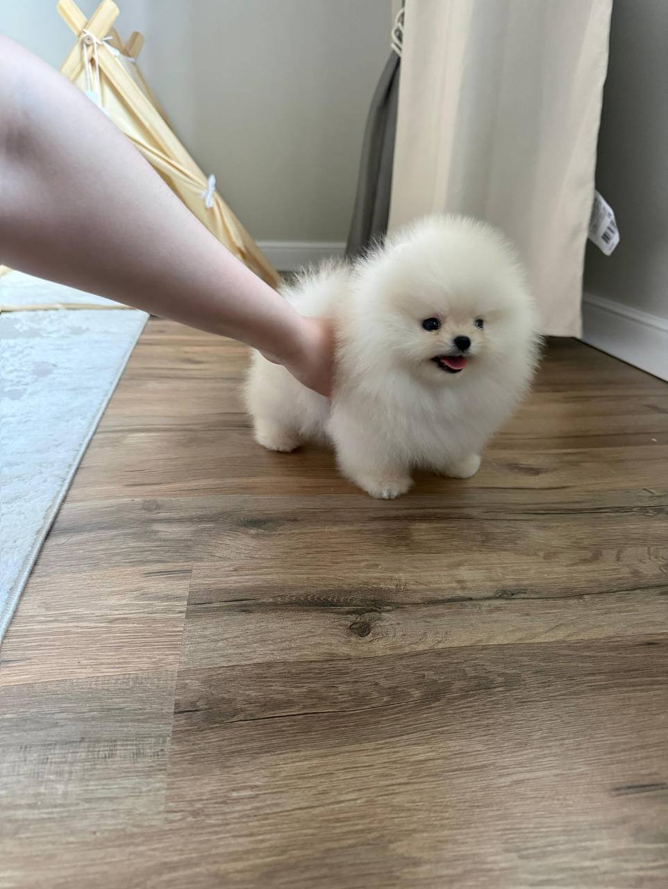 Theo The Pomeranian - Image 4