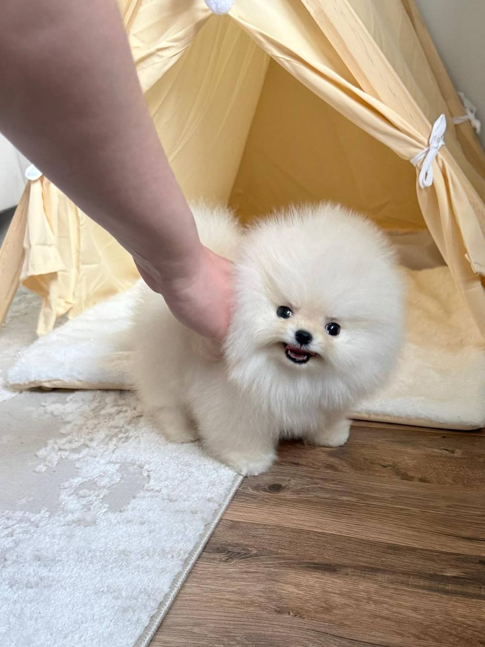 Theo The Pomeranian - Image 5
