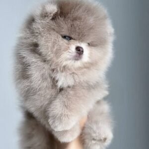 ARLO The Pomeranian