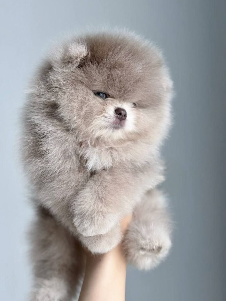 ARLO The Pomeranian